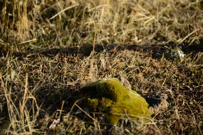 DSC_3023 (Large).JPG